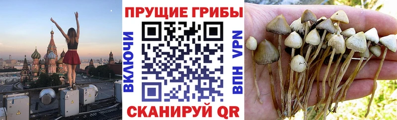 Галлюциногенные грибы MAGIC MUSHROOMS  Брюховецкая 